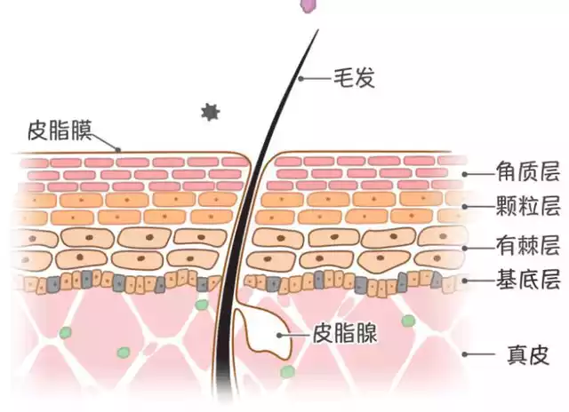  皮膚,皮膚屏障,皮脂膜,角質層